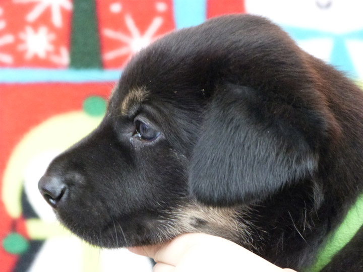 chinook puppy